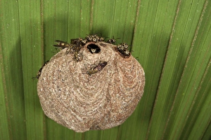 Aerial Yellowjackets at paper nest (Vespinae) (Hymenoptera) Yasuni National Park Aerial Yellowjackets at paper nest (Vespinae) (Hymenoptera) Yasuni National Park