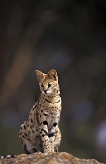 Africa, African Savannah. Serval (Felis serval), captive Africa, African Savannah. Serval (Felis serval), captive