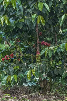 Images Dated 1st June 2012: Africa, Arusha, Tanzania, coffee plantation
