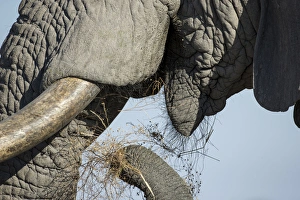 Africa, Botswana, Chobe National Park, Close-up view of African Elephant Africa, Botswana, Chobe National Park, Close-up view of African Elephant