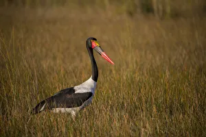 Africa, Botswana, Moremi Game Reserve. Close-up of saddle-billed stork. Credit as Africa, Botswana, Moremi Game Reserve. Close-up of saddle-billed stork. Credit as