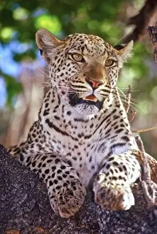 Images Dated 30th October 2003: Africa, Botswana, Okvango Delta, wild leopard