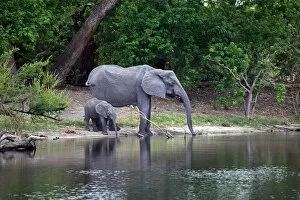 Images Dated 28th October 2012: Africa, Botswana, Savute. Elephant and baby drinking water in Chobe National Park