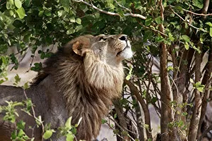 Images Dated 27th October 2012: Africa, Botswana, Savute. Lion looking up in tree at Savute, Chobe National Park