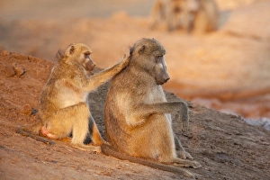 Africa, Botswana, Senyati Safari Camp. Two grooming baboons Africa, Botswana, Senyati Safari Camp. Two grooming baboons