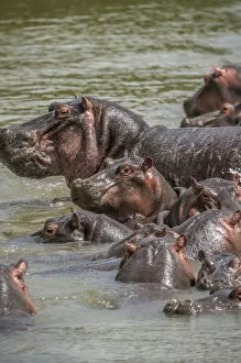 Images Dated 8th June 2010: Africa, Hippopotamus