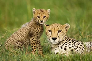 Cheetah Collection: Africa, Kenya