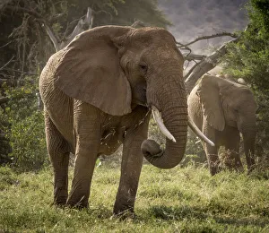 African Elephant (Loxodonta africana), Samburu, Kenya