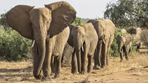 African Elephant (Loxodonta africana), Samburu, Kenya