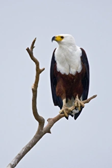 Africa. Kenya. African Fish Eagle at Lake Naivasha Africa. Kenya. African Fish Eagle at Lake Naivasha