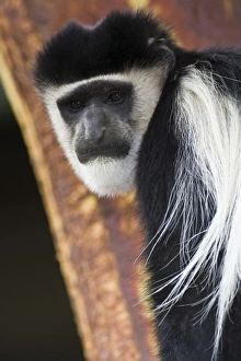 Africa. Kenya. A Black-and-White Colobus Monkey at Elsamere, the estate of the late Africa. Kenya. A Black-and-White Colobus Monkey at Elsamere, the estate of the late