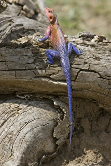 Africa, Kenya. Colorful African lizard on log Africa, Kenya. Colorful African lizard on log