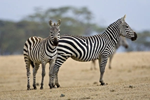 Africa. Kenya. Common or Burchells Zebras at Crescent Island, Lake Naivasha Africa. Kenya. Common or Burchells Zebras at Crescent Island, Lake Naivasha