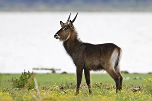Africa. Kenya. Defassa Waterbuck at Lake Naivasha Africa. Kenya. Defassa Waterbuck at Lake Naivasha