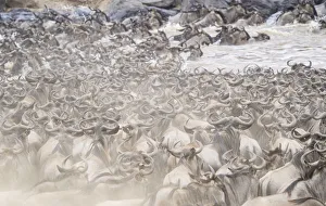 Africa, Kenya. Dusty wildebeest herd crossing river Africa, Kenya. Dusty wildebeest herd crossing river