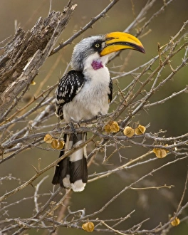 Africa. Kenya. Eastern Yellow-billed Hornbill at Samburu NP Africa. Kenya. Eastern Yellow-billed Hornbill at Samburu NP