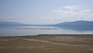 Africa. Kenya. A flight of White Pelicans lines the sky over a flock of Lesser Flamingos Africa. Kenya. A flight of White Pelicans lines the sky over a flock of Lesser Flamingos