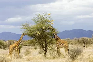 Images Dated 28th July 2007: Africa, Kenya. Two giraffes eat leaves off tree
