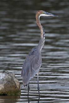 Africa. Kenya. Goliath Heron at Lake Naivasha Africa. Kenya. Goliath Heron at Lake Naivasha