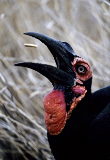 Africa, Kenya. Ground hornbill eats a morsel