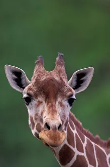 Africa, Kenya, Impala Ranch. Reticulated Giraffe Africa, Kenya, Impala Ranch. Reticulated Giraffe