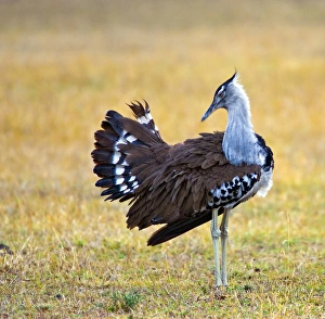 Africa, Kenya. Kori bustard bird standing in a field Africa, Kenya. Kori bustard bird standing in a field