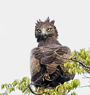 Images Dated 21st September 2006: Africa, Kenya. Martial eagle perched on tree limb