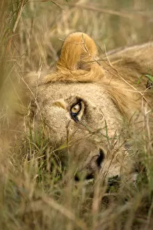 Images Dated 7th October 2007: Africa, Kenya, Masai Mara Game Reserve. Male lion sleeping in grass