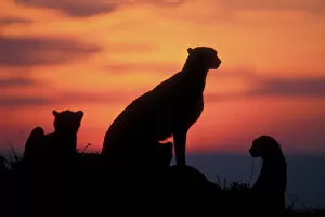 Cheetah Gallery: Africa, Kenya, Masai Mara Game Reserve, Adult Female Cheetah (Acinonyx jubatas) silhouetted