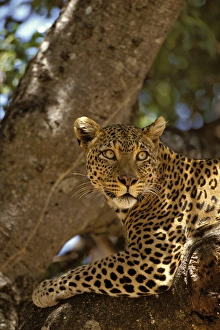 Africa, Kenya, Masai Mara Reserve. Leopard lounges in a fig tree Africa, Kenya, Masai Mara Reserve. Leopard lounges in a fig tree