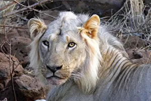 Images Dated 4th August 2012: Africa, Kenya, Meru. Face of feeding lion