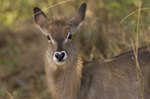 Africa, Kenya, Meru National Park, a female Waterbuck Africa, Kenya, Meru National Park, a female Waterbuck
