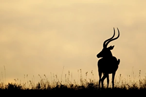 Africa, Kenya, Nakuru National Park. Silhouette of male impala with oxpecker bird on side Africa, Kenya, Nakuru National Park. Silhouette of male impala with oxpecker bird on side