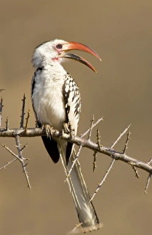 Africa, Kenya. Red-billed hornbill bird perched on thorny tree limb Africa, Kenya. Red-billed hornbill bird perched on thorny tree limb