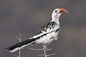 Africa. Kenya. Red-billed Hornbill at Samburu NP Africa. Kenya. Red-billed Hornbill at Samburu NP