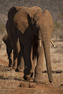 African Elephant (Loxodonta africana), Samburu, Kenya