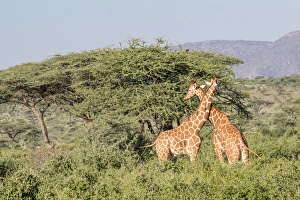 Africa, Kenya, Samburu National Park, Reticulated Giraffes Africa, Kenya, Samburu National Park, Reticulated Giraffes