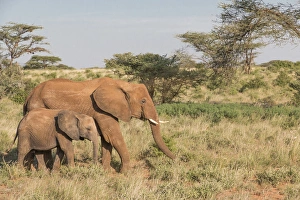 African Elephant (Loxodonta africana), Samburu, Kenya