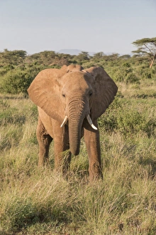 African Elephant (Loxodonta africana), Samburu, Kenya