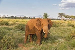 African Elephant (Loxodonta africana), Samburu, Kenya