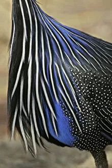 Images Dated 27th August 2004: Africa, Kenya, Samburu National Reserve. Detail of vulturine guineafowl breast feathers