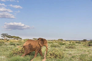 African Elephant (Loxodonta africana), Samburu, Kenya