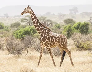Africa, Kenya, Samburu National Reserve. Reticulated giraffe walking Africa, Kenya, Samburu National Reserve. Reticulated giraffe walking