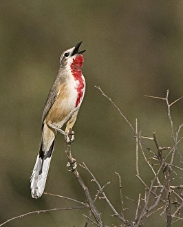 Africa, Kenya. Singing rosy-patched bushshrike bird perched on tree limb. Credit as Africa, Kenya. Singing rosy-patched bushshrike bird perched on tree limb. Credit as