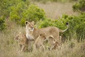 Africa, Kenya, Upper Masai Mara Game Reserve, African Lion, Panthera leo, adult female with cubs Africa, Kenya, Upper Masai Mara Game Reserve, African Lion, Panthera leo, adult female with cubs