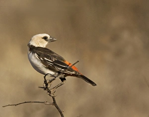 Africa, Kenya. White-headed buffalo weaver on limb Africa, Kenya. White-headed buffalo weaver on limb