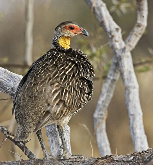 Africa, Kenya. Yellow-necked spurfowl bird standing on tree trunk Africa, Kenya. Yellow-necked spurfowl bird standing on tree trunk