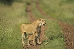Images Dated 8th June 2010: Africa, Lioness and cub