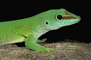 Africa, Madagascar, Ankarana Special Reserve. Day gecko (Phelsuma madagascariensis) Africa, Madagascar, Ankarana Special Reserve. Day gecko (Phelsuma madagascariensis)