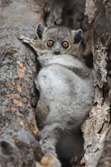 Africa, Madagascar, Berenty Reserve. White-footed sportive lemur hiding in the branches Africa, Madagascar, Berenty Reserve. White-footed sportive lemur hiding in the branches
